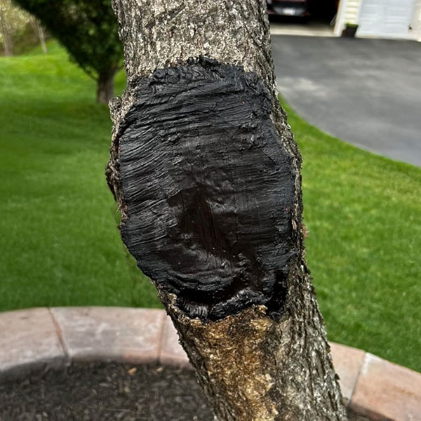 Tanglefoot Tree Pruning Sealer