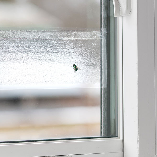Tanglefoot Window Fly Trap In-Use